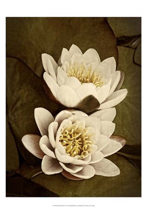 Framed Lily Pad Duo Print