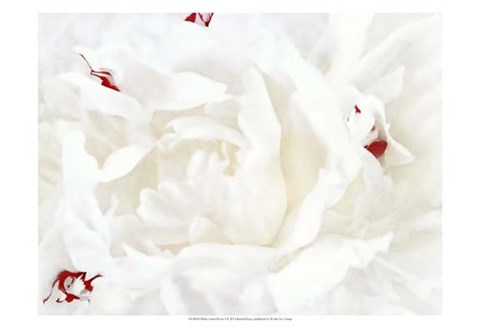 Framed White Linen Peony I Print