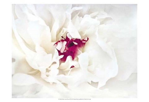 Framed White Linen Peony II Print