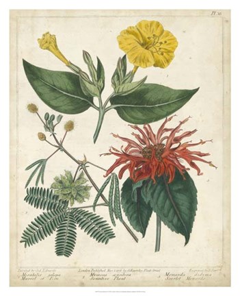 Framed Summer Beauties I Print