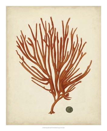 Framed Antique Red Coral IV Print
