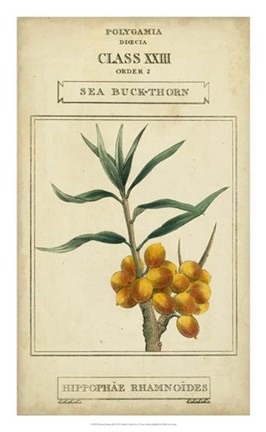 Framed Linnaean Botany III Print