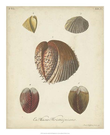 Framed Antique Knorr Shells II Print