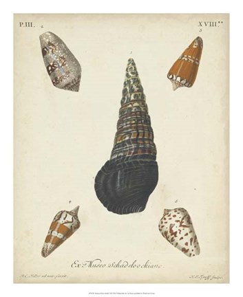 Framed Antique Knorr Shells VIII Print