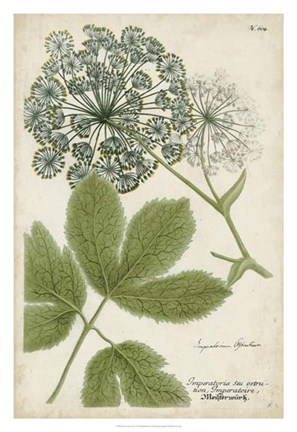 Framed Queen Anne's Lace Print