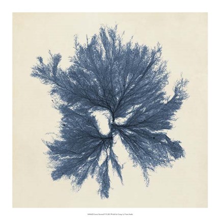 Framed Coastal Seaweed V Print