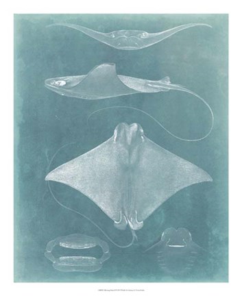 Framed Morning Swim II Print