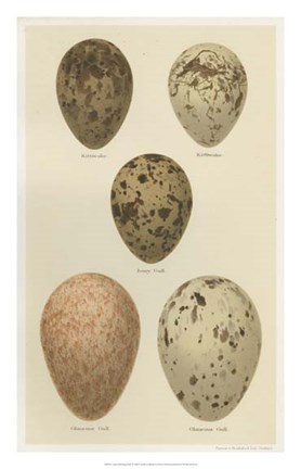 Framed Antique Bird Egg Study IV Print