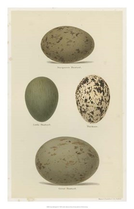 Framed Antique Bird Egg Study V Print