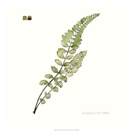 Framed Watercolor Leaf Study I Print