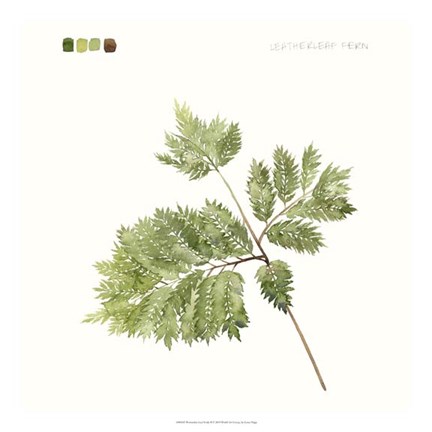 Framed Watercolor Leaf Study II Print