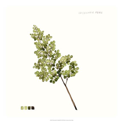 Framed Watercolor Leaf Study III Print