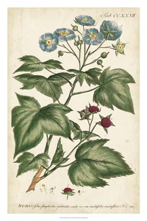 Framed Chambray Botanical I Print