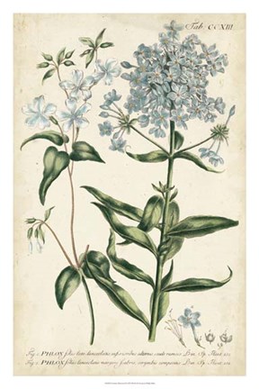 Framed Chambray Botanical II Print