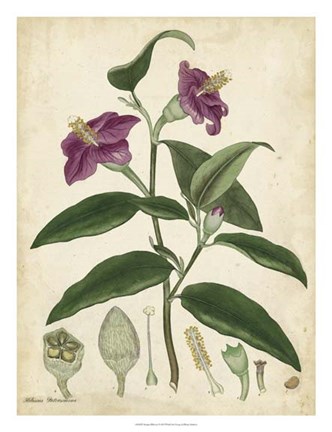 Framed Antique Hibiscus Print