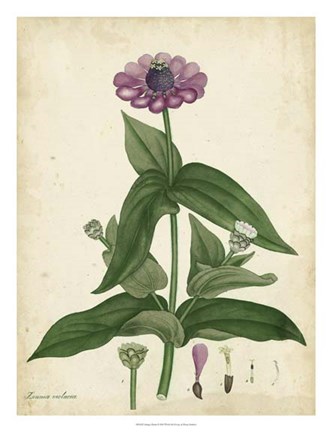 Framed Antique Zinnia Print