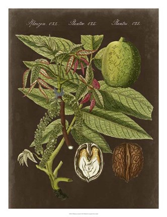 Framed Walnut on Suede Print