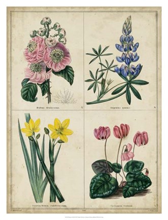 Framed Botanical Grid III Print