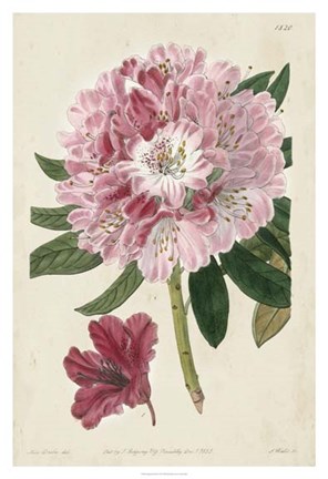 Framed Imperial Floral III Print