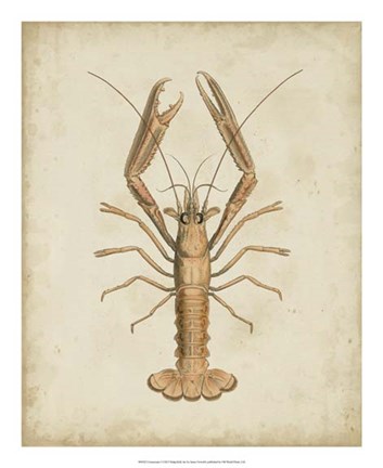 Framed Crustaceans I Print