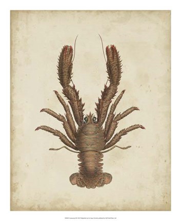 Framed Crustaceans III Print