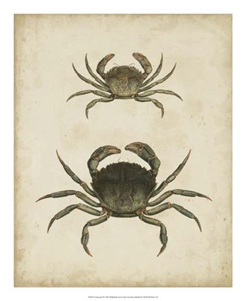 Framed Crustaceans IV Print