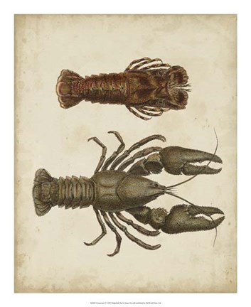 Framed Crustaceans V Print