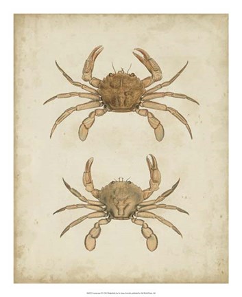 Framed Crustaceans VI Print