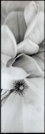 Framed Magnolia II Print