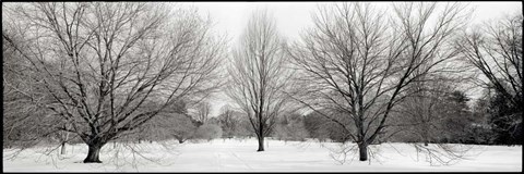 Framed Winter Garden I Print