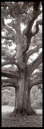 Framed Hampton Field Tree II Print