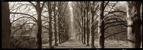 Framed Hamptom Gates Promenade I Print