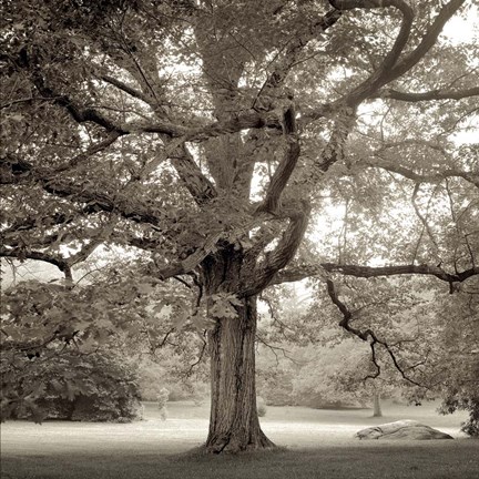 Framed Hampton Maple I Print