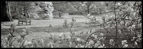 Framed Hampton Magnolia I Print