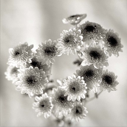 Framed Florison 58 Print