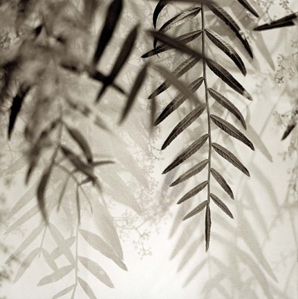 Framed Florison 56 Print