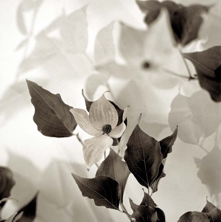 Framed Florison 54 Print