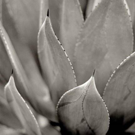 Framed Florison 49 Print