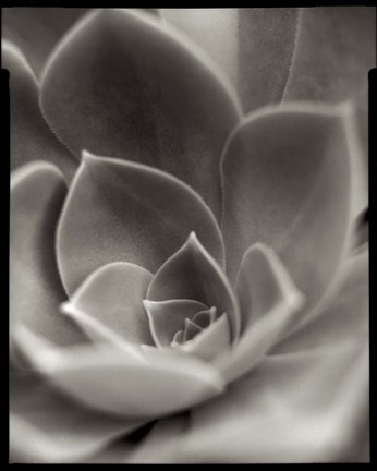 Framed Florison 25 Print