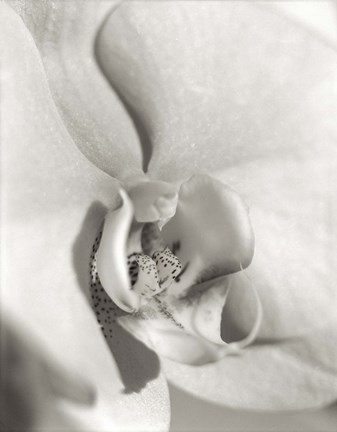 Framed Florison 22 Print