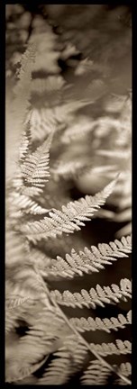 Framed Florison 80 Print