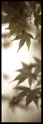 Framed Florison 97 Print