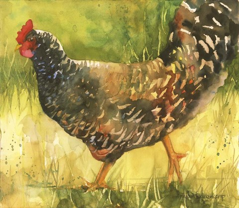 Framed Wyandotte Hen Print