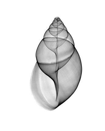 Framed Achatina Jpn Land Snail  X-Ray Print