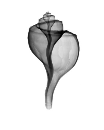 Framed Giant (Channel) Whelk  X-Ray Print