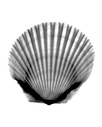 Framed Scallop #3 X-Ray Print