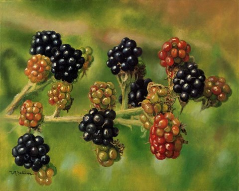 Framed Blackberries Print