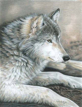 Framed Calm Wolf Print