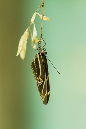 Framed Hanging Out Print