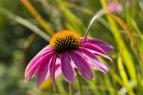 Framed Pink Umbrella Print